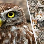 97% das pessoas não conseguem encontrar 3 corujas entre gatos